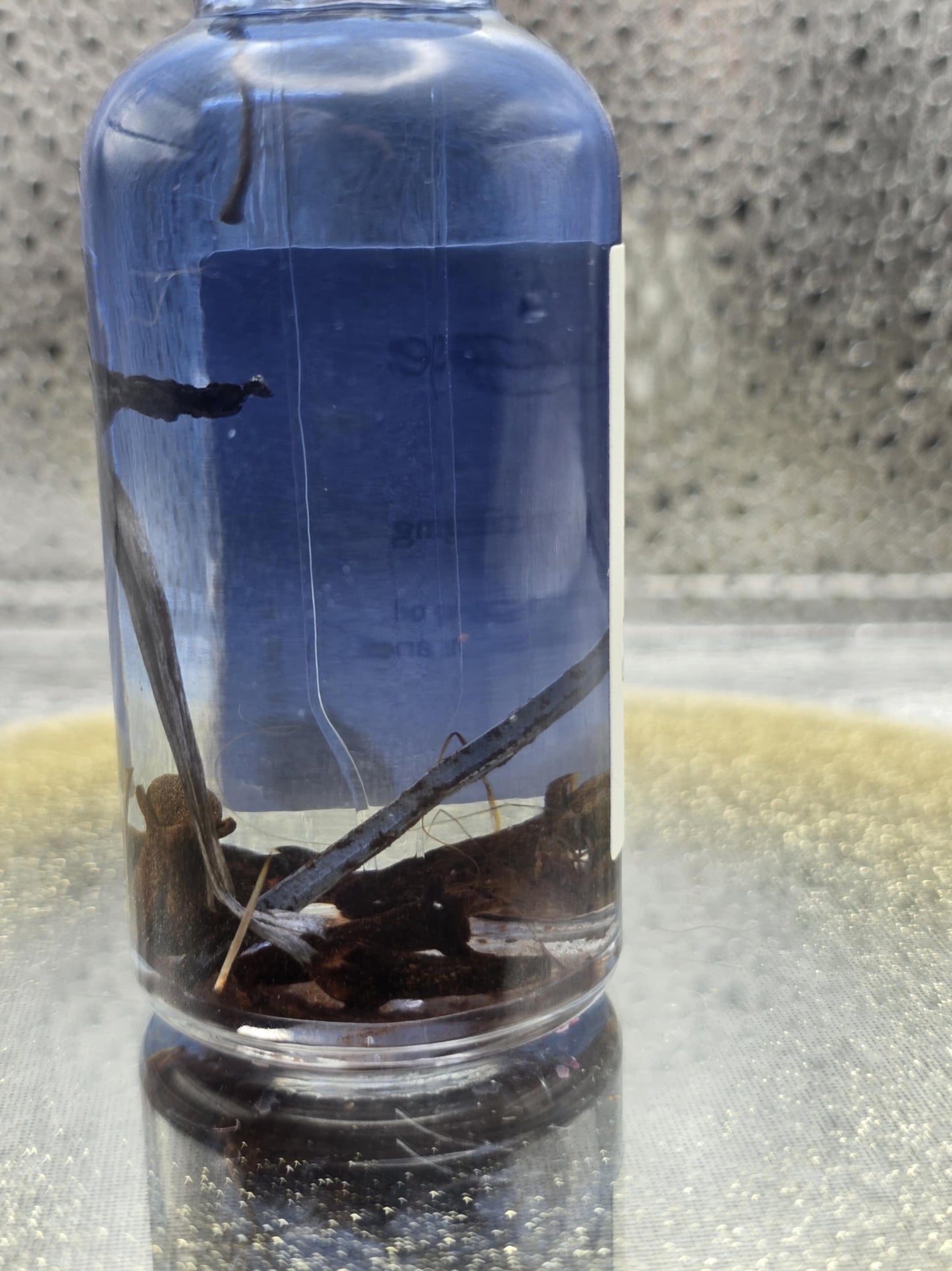 Bats blood oil